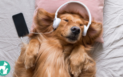 Calming Music for Dogs: Music to Calm, Relax, and Delight