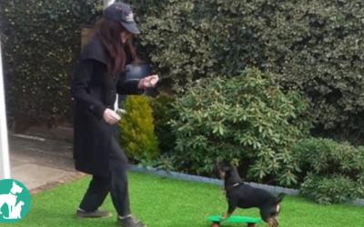 Top Tips For Trick Training Your Dog